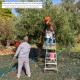 Mantas Aceituna 3 x 6 Metros. Multiusos 100% Hdpe Gramaje 90 Gr/m2. Reforzada, Con Ojales, Mantos Aceituna, Fardos Aceituna,